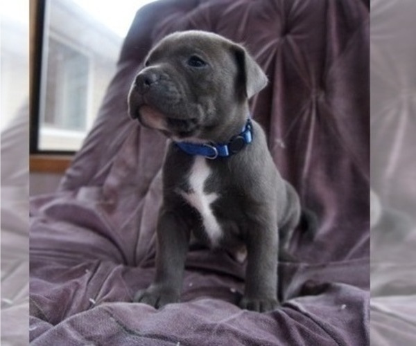 Medium Photo #25 American Pit Bull Terrier Puppy For Sale in ORANGE, NJ, USA