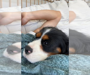Mother of the Cavalier King Charles Spaniel puppies born on 05/15/2025