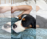 Small Photo #1 Cavalier King Charles Spaniel Puppy For Sale in SANTA ROSA, CA, USA