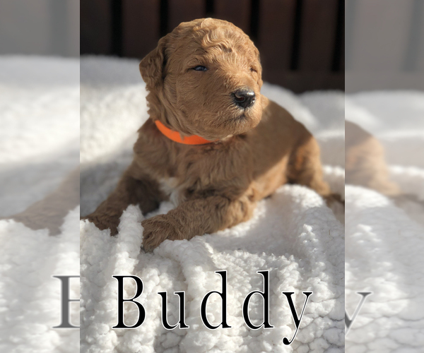 Medium Photo #8 Goldendoodle Puppy For Sale in UTOPIA, TX, USA