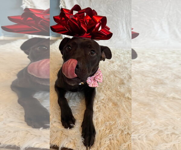 Medium Photo #4 American Pit Bull Terrier-Unknown Mix Puppy For Sale in Germantown, OH, USA