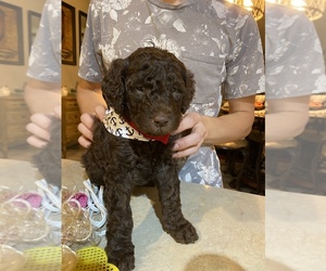 Goldendoodle Puppy for sale in MAIDEN, NC, USA
