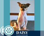 Small #11 Chihuahua Mix