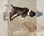 Small Photo #5 Boston Terrier Puppy For Sale in WARWICK, RI, USA