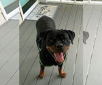 Small #3 Rottweiler