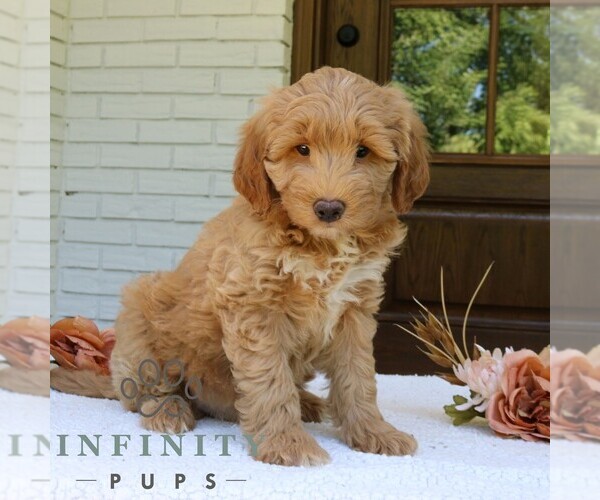 Medium Photo #3 Goldendoodle (Miniature) Puppy For Sale in NARVON, PA, USA