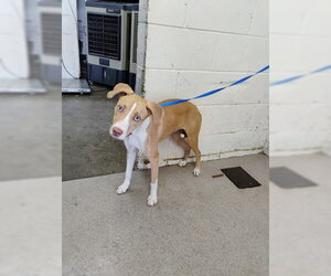 Siberian Husky-Unknown Mix Dogs for adoption in San Bernardino, CA, USA