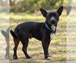 Phoenix 2 - Male Chihuahua-Unknown Mix Dog for Adoption - Small photo