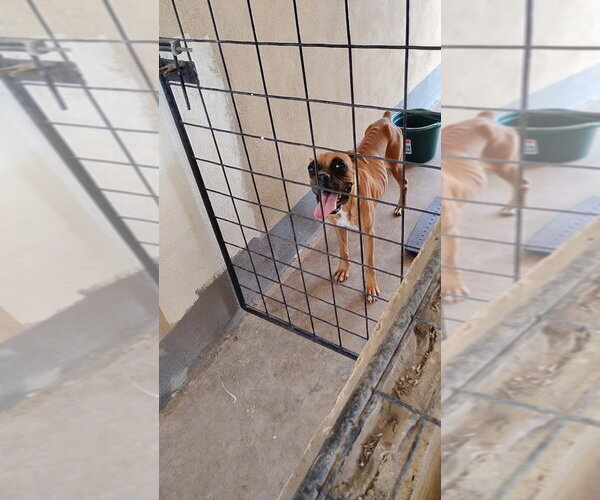 Medium Photo #4 Boxer Puppy For Sale in Austin, TX, USA