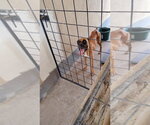 Small #3 Boxer