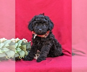 Poodle (Miniature) Puppy for sale in STRASBURG, PA, USA
