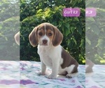 Small Photo #1 Beagle Puppy For Sale in COOS BAY, OR, USA