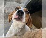 Small #7 English Coonhound-Harrier Mix