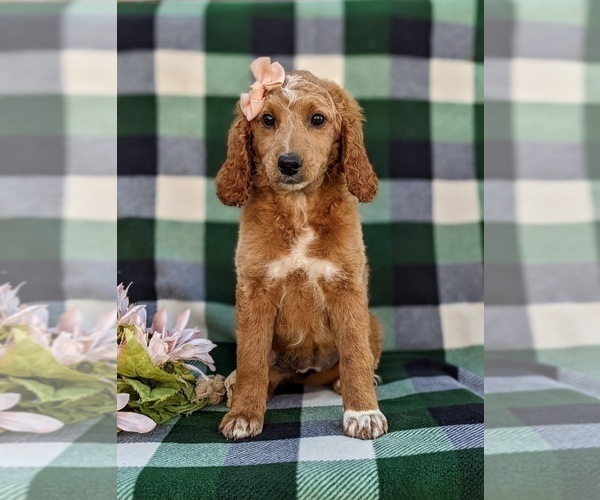 Medium Photo #2 Goldendoodle (Miniature) Puppy For Sale in QUARRYVILLE, PA, USA