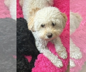 Mother of the Maltipoo (Toy) puppies born on 07/01/2026