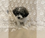 Small Photo #4 Zuchon Puppy For Sale in ACTON, CA, USA