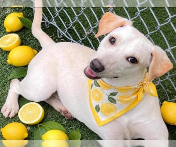 Medium Photo #2 Labrador Retriever-Unknown Mix Puppy For Sale in Texas City, TX, USA