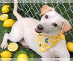 Small Photo #2 Labrador Retriever-Unknown Mix Puppy For Sale in Texas City, TX, USA