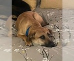 Small #2 German Shepherd Dog Mix