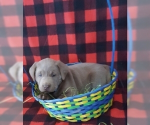 Labrador Retriever Puppy for sale in DUNDEE, OH, USA
