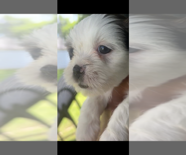 Medium Photo #8 Mal-Shi Puppy For Sale in CAPE CORAL, FL, USA