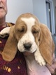 Small Photo #9 Basset Hound Puppy For Sale in DARLINGTON, MD, USA