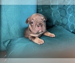 Small #12 French Bulldog