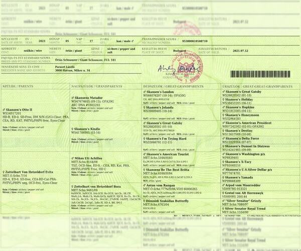 Medium Photo #3 Schnauzer (Giant) Puppy For Sale in Hatvan, Heves, Hungary