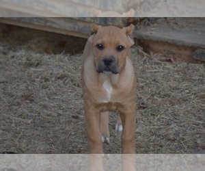 Cane Corso Puppy for sale in BIRMINGHAM, AL, USA