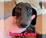Small #10 Dachshund