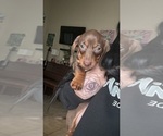 Small Photo #15 Dachshund Puppy For Sale in HUNTINGTON BEACH, CA, USA