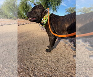 Mutt Dogs for adoption in Goodyear, AZ, USA