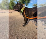 Vader - Male Mutt Dog for Adoption - Small photo