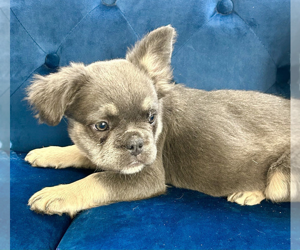 Medium Photo #25 French Bulldog Puppy For Sale in BAKERSFIELD, CA, USA