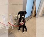 Small American Staffordshire Terrier-Labrador Retriever Mix