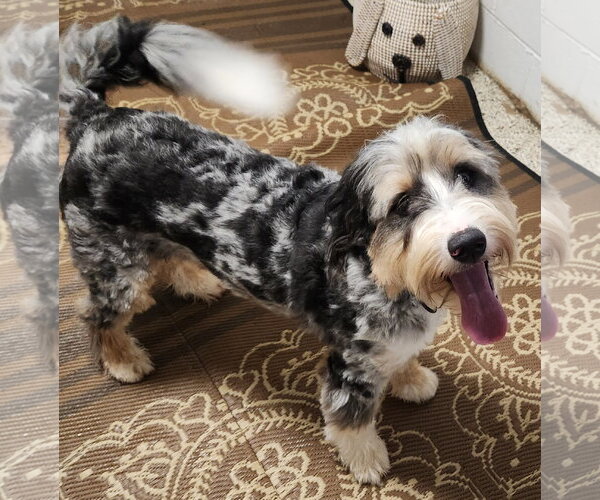 Medium Photo #1 Bernese Mountain Dog-Poodle (Miniature) Mix Puppy For Sale in Smithfield, PA, USA