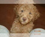 Small Goldendoodle