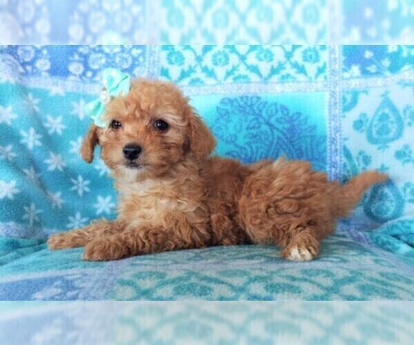 Medium Photo #4 Poodle (Miniature) Puppy For Sale in LANCASTER, PA, USA