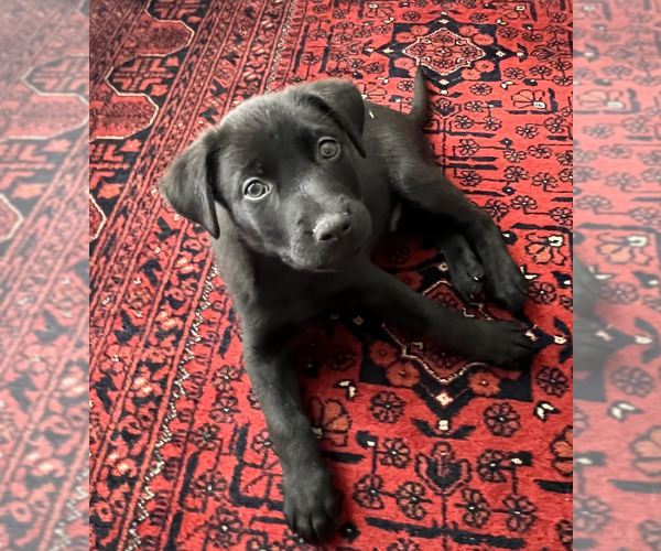 Medium Photo #3 Border Collie-Unknown Mix Puppy For Sale in Brooklyn, NY, USA