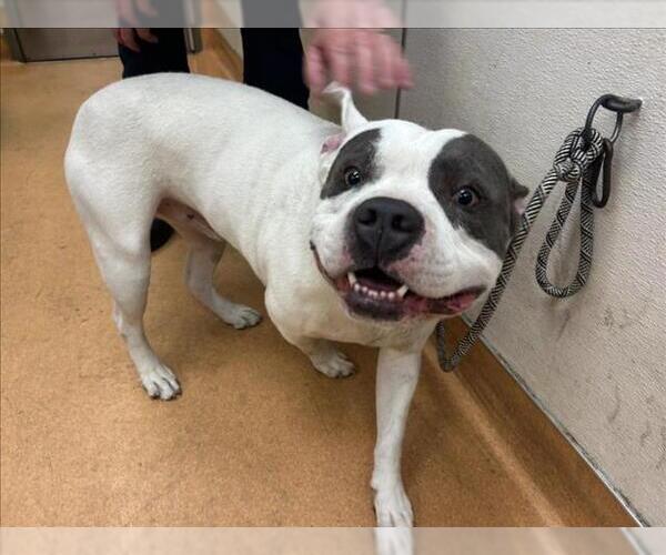 Medium Photo #1 American Pit Bull Terrier Puppy For Sale in Martinez, CA, USA