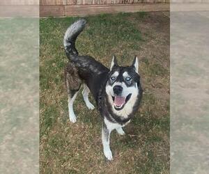 Siberian Husky Dogs for adoption in Plano, TX, USA
