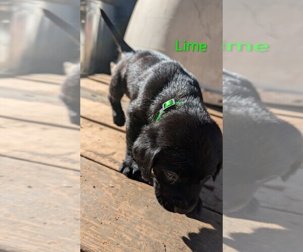 Medium Photo #3 Labrador Retriever Puppy For Sale in PIONEER, CA, USA