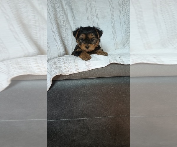 Medium Photo #1 Yorkshire Terrier Puppy For Sale in BENSON, NC, USA