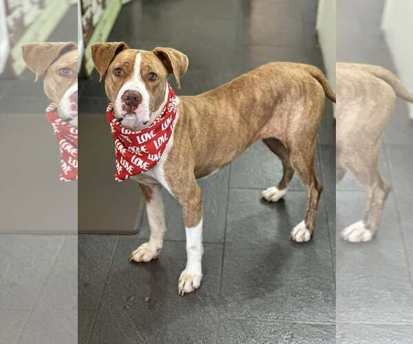 Medium Photo #3 Mutt Puppy For Sale in Rowlett, TX, USA
