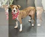Small #2 Mutt