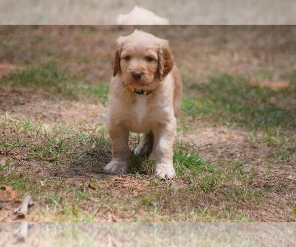Medium Photo #3 Golden Mountain Doodle  Puppy For Sale in PEACHTREE CITY, GA, USA