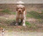 Small Photo #3 Golden Mountain Doodle  Puppy For Sale in PEACHTREE CITY, GA, USA