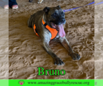 Small #1 Staffordshire Bull Terrier Mix