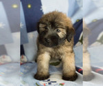 Small Photo #3 Soft Coated Wheaten Terrier Puppy For Sale in MILWAUKEE, WI, USA