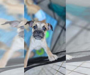 Pug-Unknown Mix Dogs for adoption in Morganville, NJ, USA